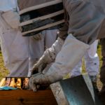 Haiti Beekeepers from B.C. are using bees and regenerative farming to restore land and empower Haitian communities.