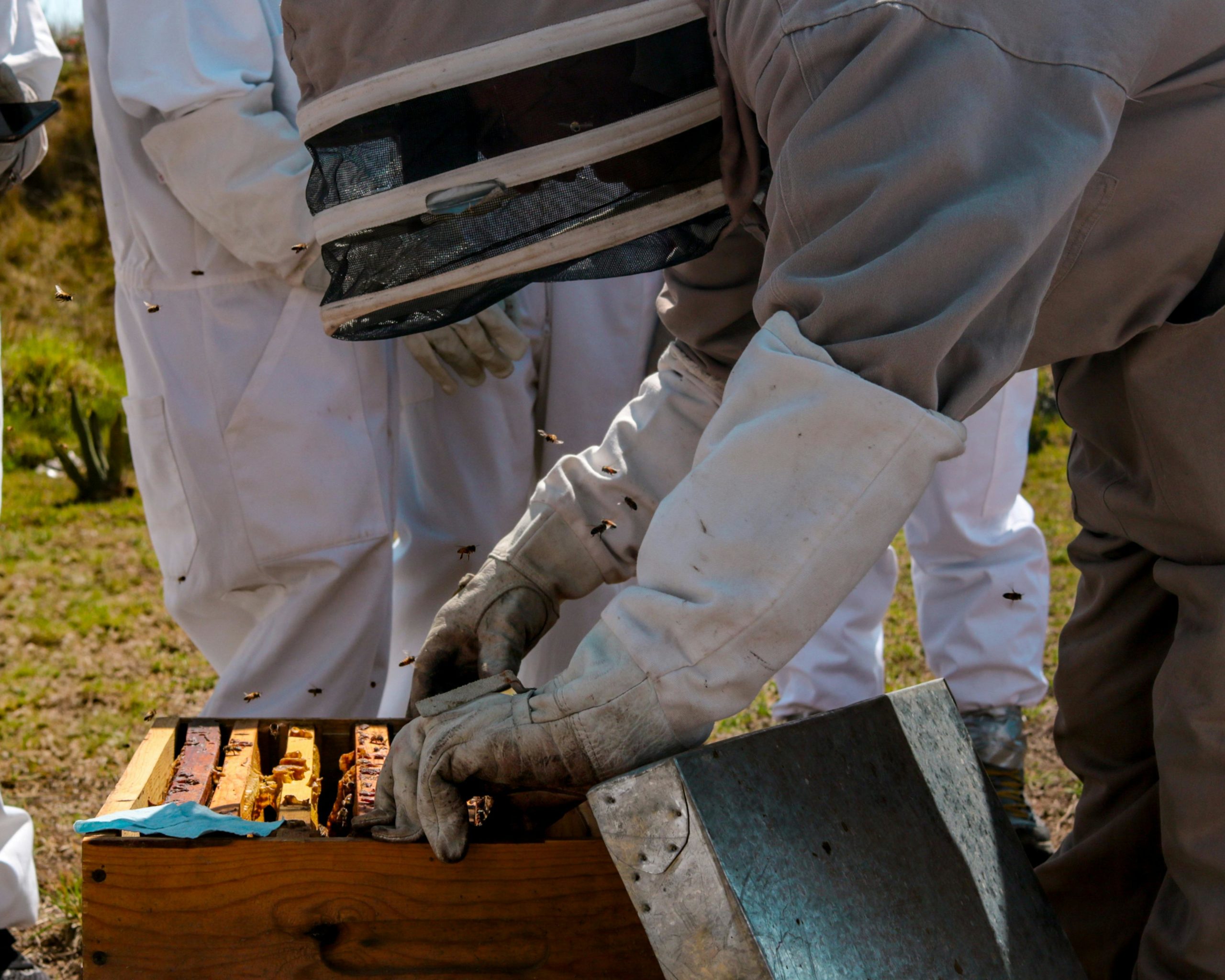Haiti Beekeepers from B.C. are using bees and regenerative farming to restore land and empower Haitian communities.