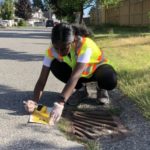 Why Yellow Fish Are Appearing on Surrey's Storm Drains