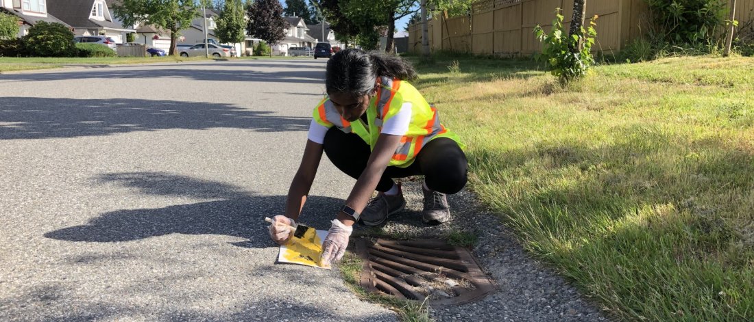 Why Yellow Fish Are Appearing on Surrey's Storm Drains