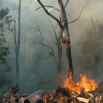 Lytton Wildfire Update: Izman Creek Blaze Tops 130 Hectares