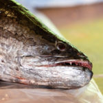 B.C. Derby Offers Cash to Hook Invasive River Fish