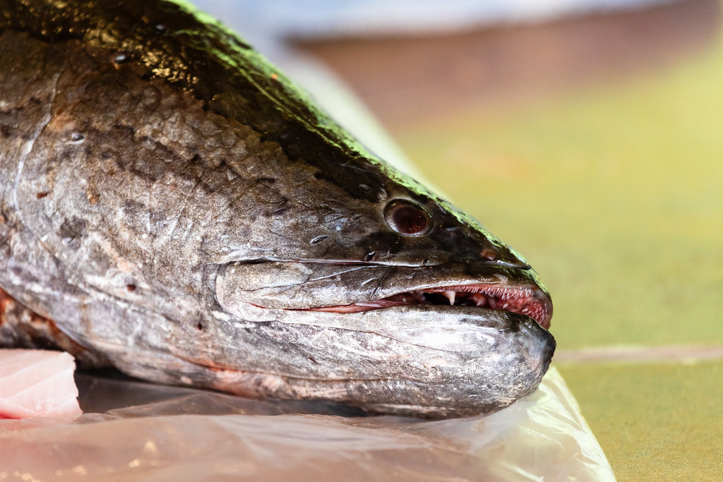 B.C. Derby Offers Cash to Hook Invasive River Fish
