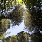 Surrey Trees Need Your Help to Beat the Heat