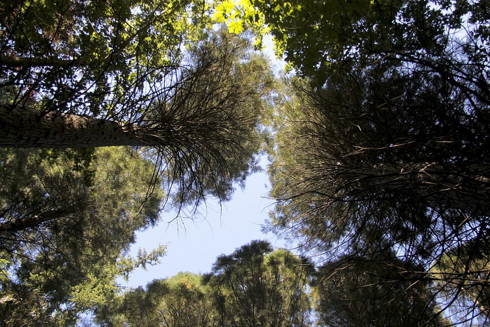 Apply Now: Summer Environmental Jobs for Students in Surrey