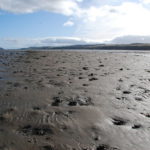 Volunteers Strengthen Surrey’s Climate-Resilient Living Dike