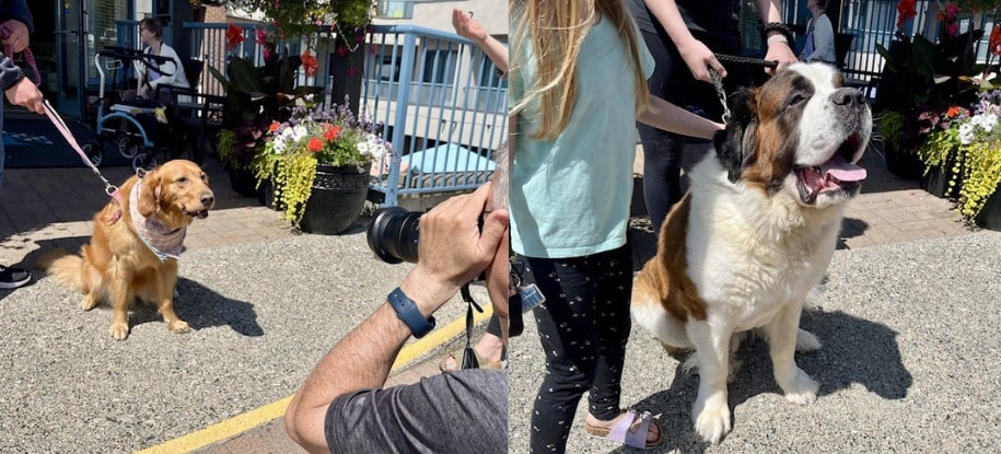 White Rock Dogs Calendar Return to Honour Beloved Founder