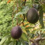 Avocado Supply at Risk Without Native Habitat, Study Finds