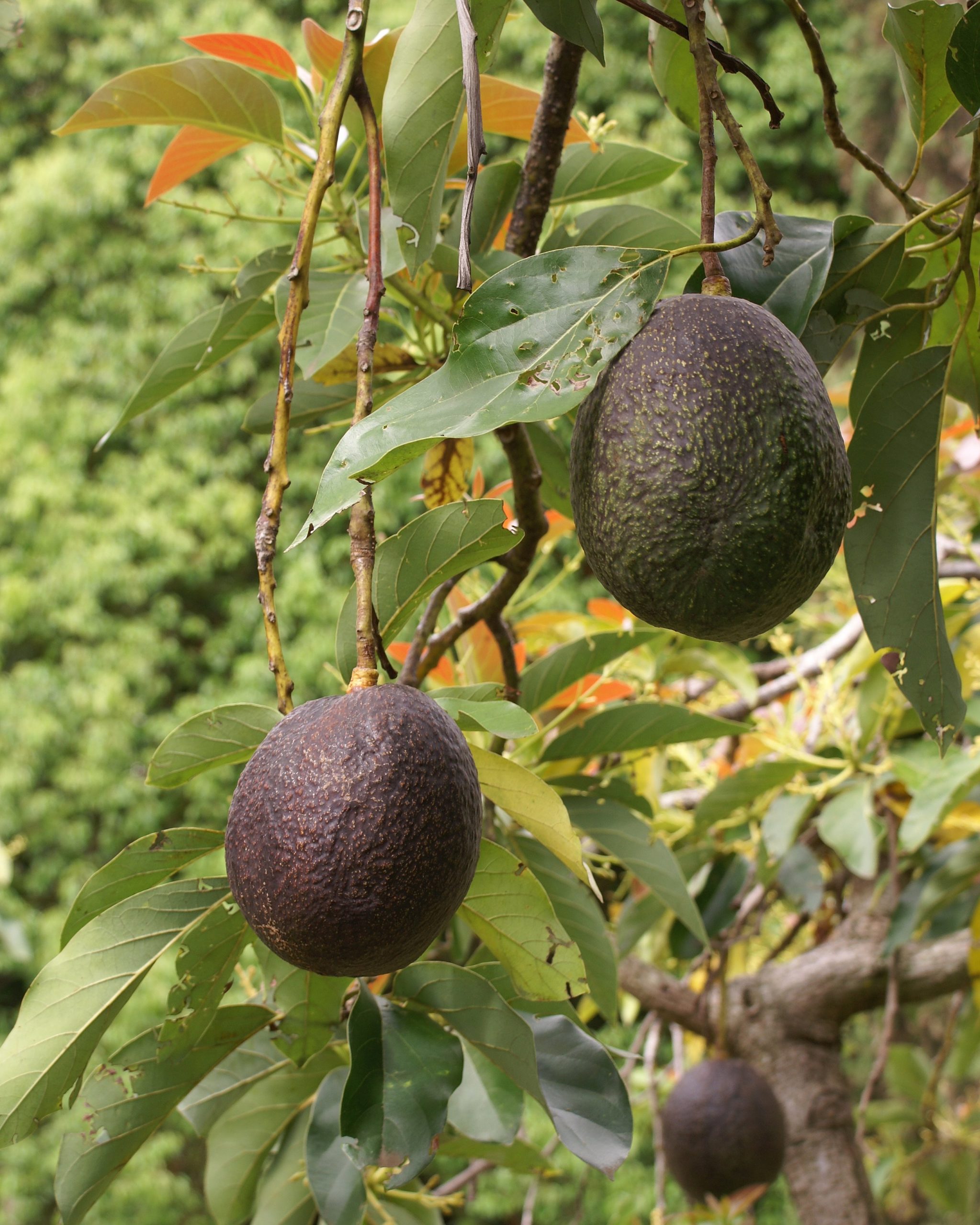 Avocado Supply at Risk Without Native Habitat, Study Finds