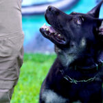 Delta’s Epsilon Dog Training Earns BC SPCA Accreditation