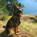 Police Dog Lotto Injured in Surrey Arrest, Recovering Well