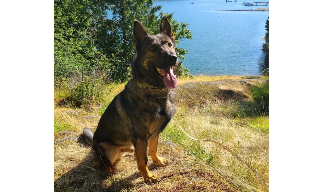 Police Dog Lotto Injured in Surrey Arrest, Recovering Well
