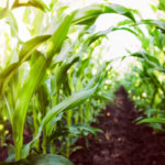 Help Feed Neighbours: Donate Extra Crops in Surrey & White Rock