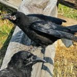 crows