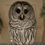 BC SPCA is urging drivers to be extra cautious of owls as daylight hours dwindle.