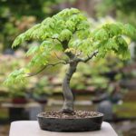 Best Native Plants for Surrey BC Gardens 2025