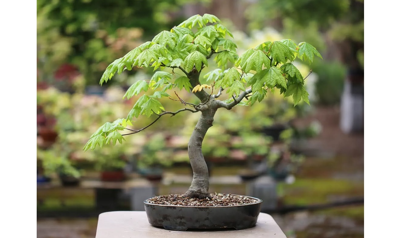 Best Native Plants for Surrey BC Gardens 2025