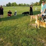 Best Dog-Friendly Parks and Cafés in Surrey