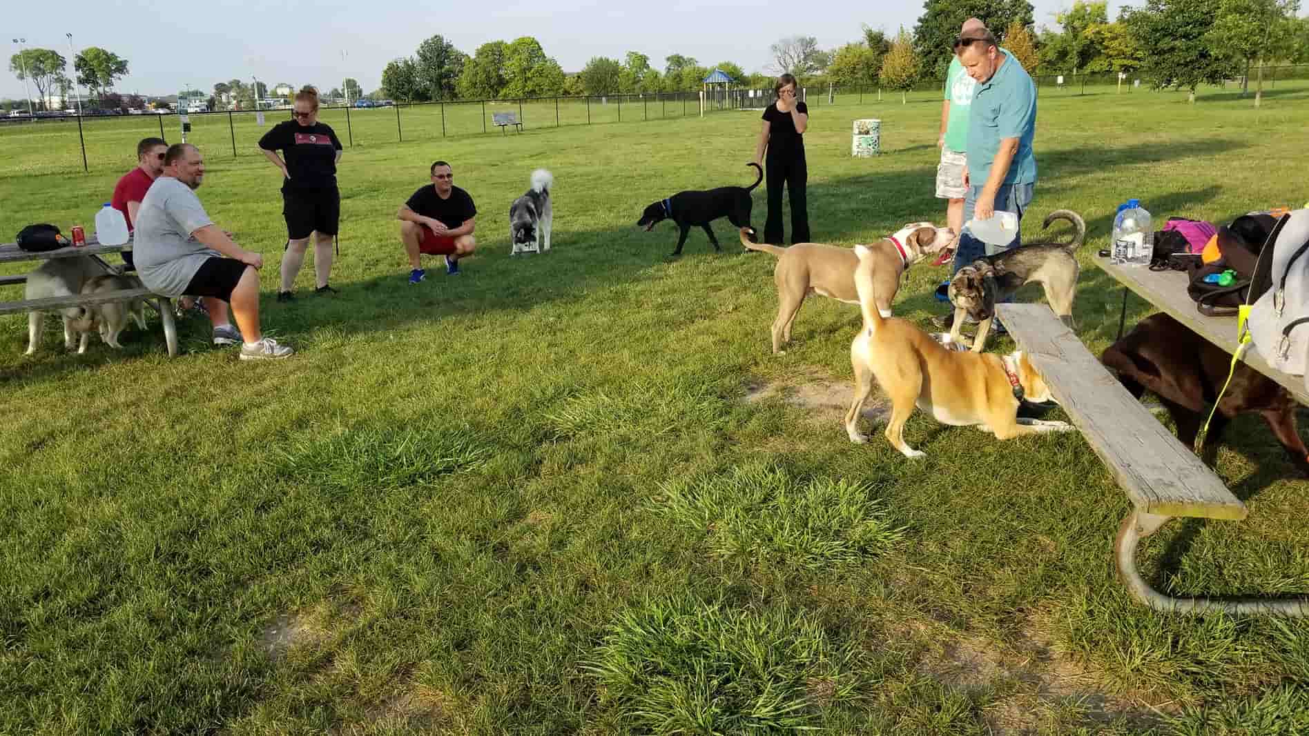 Best Dog-Friendly Parks and Cafés in Surrey