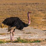 RCMP Probe Threats Over B.C. Ostrich Farm