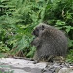 A porcupine near Glacier National Park's