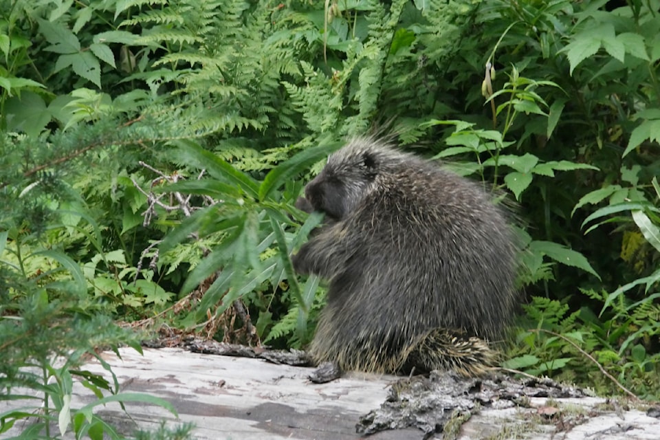 A porcupine near Glacier National Park's