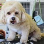 Rising Veterinary Costs Push Pet Care Out of Reach