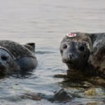 Harbour seal pup Zeus returns to ocean after rescue