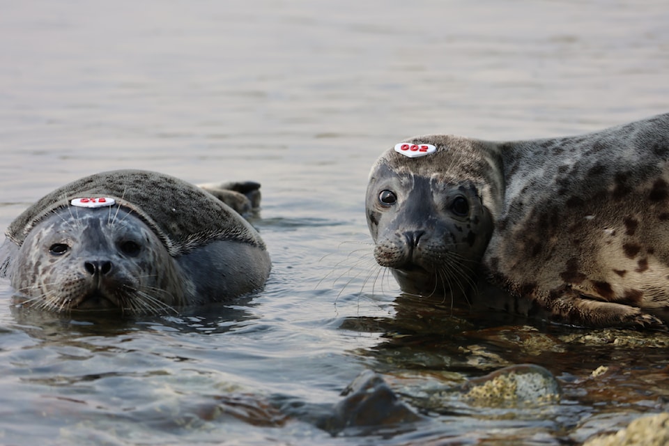 Harbour seal pup Zeus returns to ocean after rescue