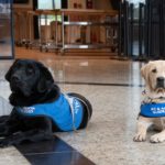 B.C. guide dog puppies master ferry terminal escalators