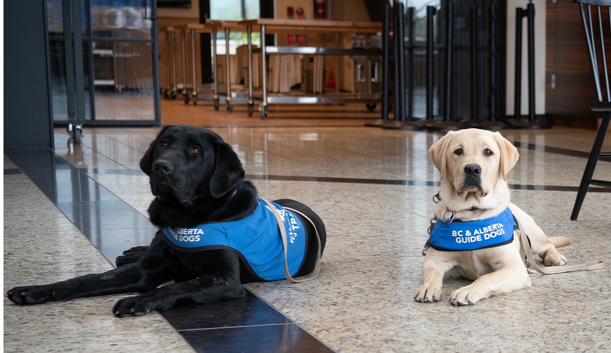 B.C. guide dog puppies master ferry terminal escalators