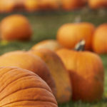 South Surrey Harvest Festival Promises Music, Food, and Fun