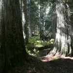 Old-growth trees