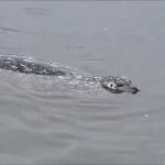 A seal in the waters off White Rock beach.