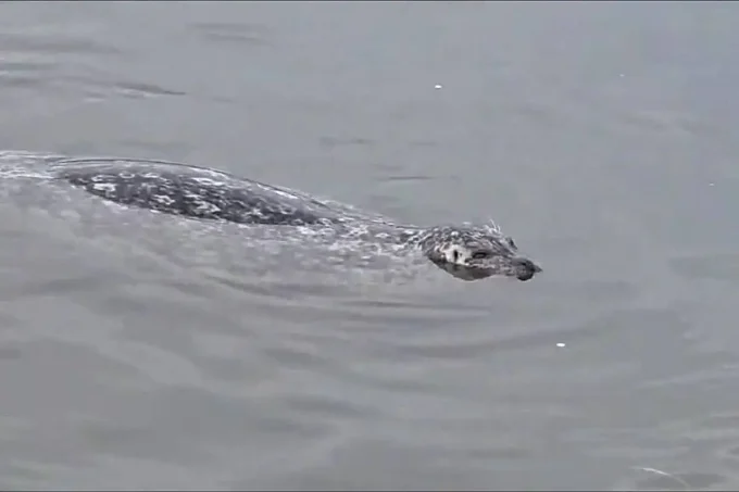 A seal in the waters off White Rock beach.