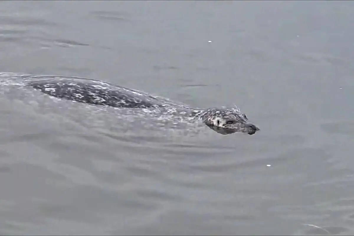 A seal in the waters off White Rock beach.