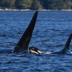 Newborn J-pod Orca Calf J64 Missing, Presumed Dead
