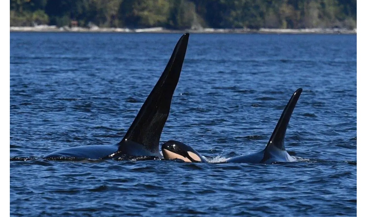 Newborn J-pod Orca Calf J64 Missing, Presumed Dead