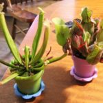 Two varieties of carnivorous pitcher plants grown by B.C. botanists Christian and Elanore Lass, displayed in small colourful pots inside their home.