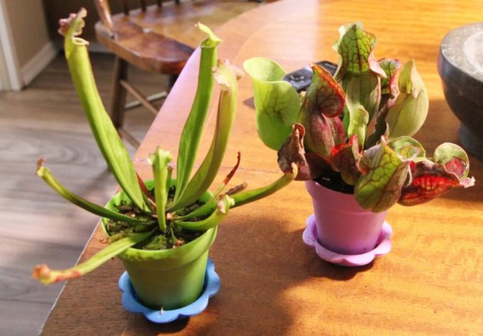 Two varieties of carnivorous pitcher plants grown by B.C. botanists Christian and Elanore Lass, displayed in small colourful pots inside their home.
