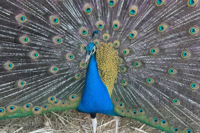 The peacocks at Critteraid in Summerland