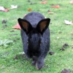 A black rabbit stands on a grassy lawn, representing feral domestic rabbits spreading in B.C. communities.