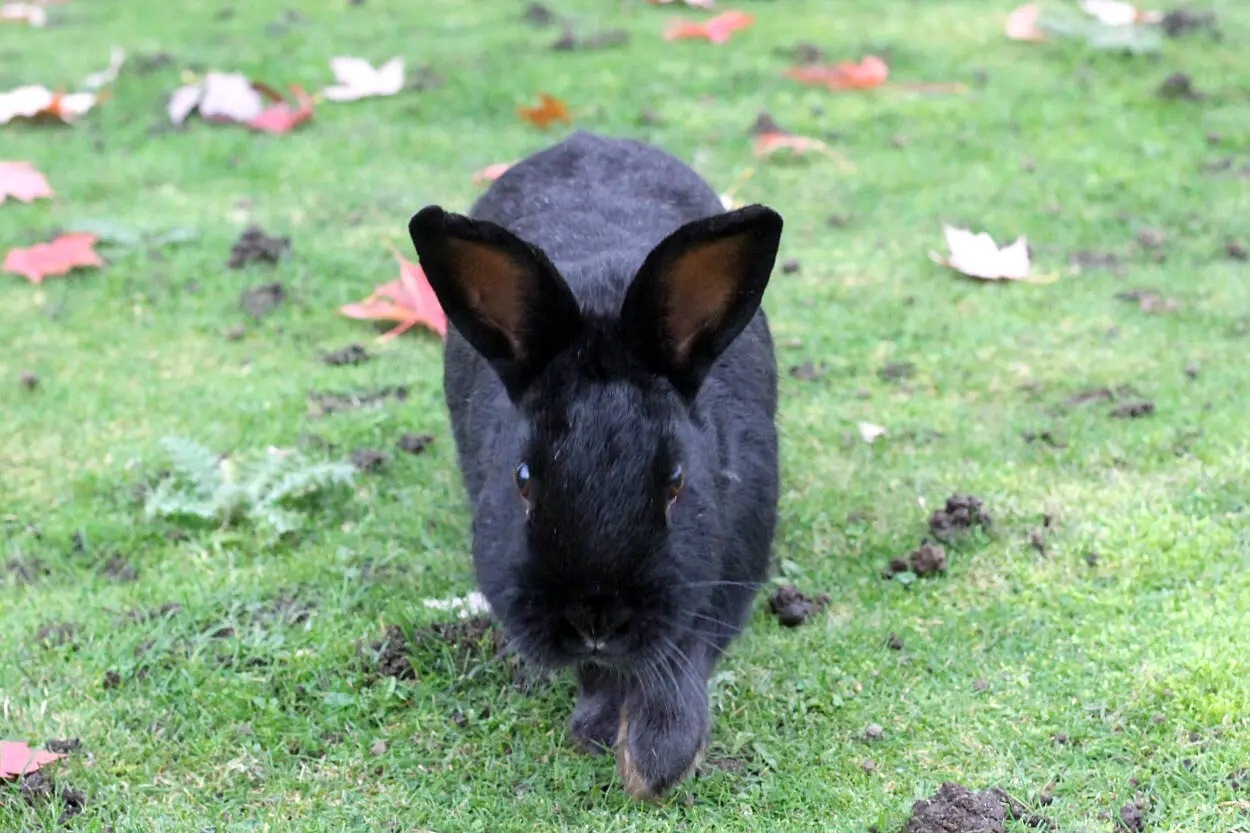 A black rabbit stands on a grassy lawn, representing feral domestic rabbits spreading in B.C. communities.