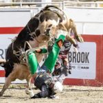 Bull rider thrown to the ground as a powerful bull bucks in the arena at the Cloverdale Rodeo, capturing the intensity of the event.