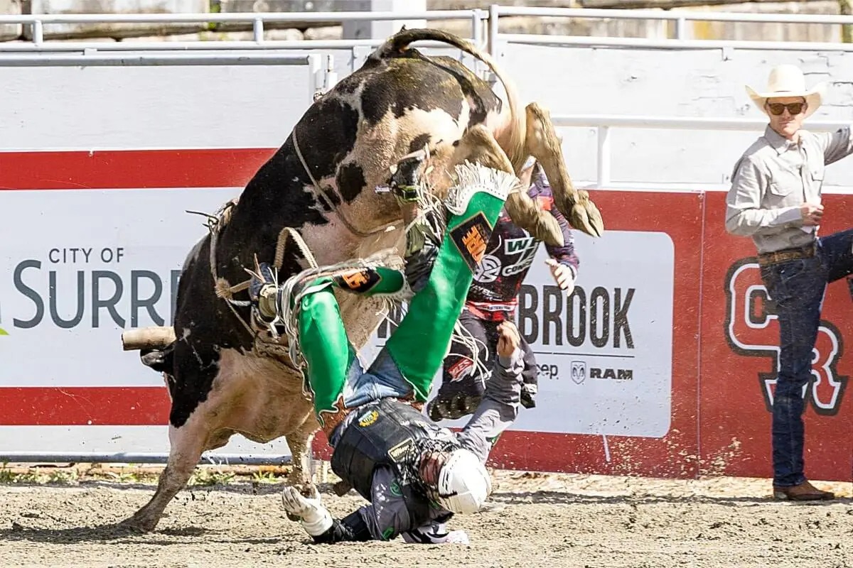 Bull rider thrown to the ground as a powerful bull bucks in the arena at the Cloverdale Rodeo, capturing the intensity of the event.