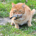 A domestic cat outdoors holding a dead bird in its mouth, illustrating a potential bird flu exposure risk.