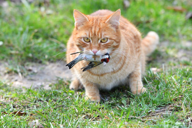 A domestic cat outdoors holding a dead bird in its mouth, illustrating a potential bird flu exposure risk.