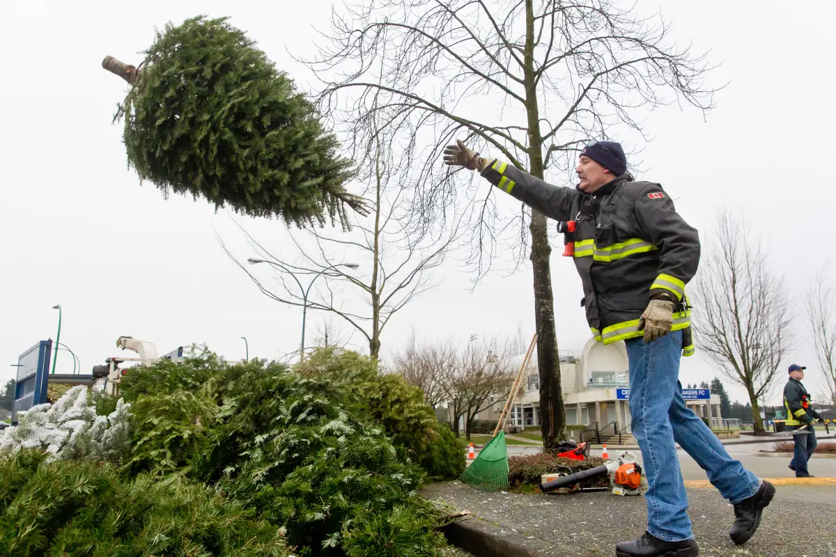Surrey firefighter loads Christmas trees into chipper at Guildford Town Centre during heavy rain tree-chip charity event