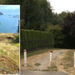 RCMP police dog Lotto poses alert outdoors beside wooded arrest scene where man charged with wounding police dog during Surrey, B.C. arrest.