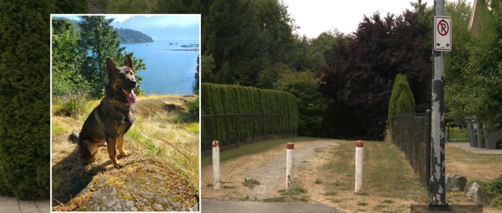 RCMP police dog Lotto poses alert outdoors beside wooded arrest scene where man charged with wounding police dog during Surrey, B.C. arrest.